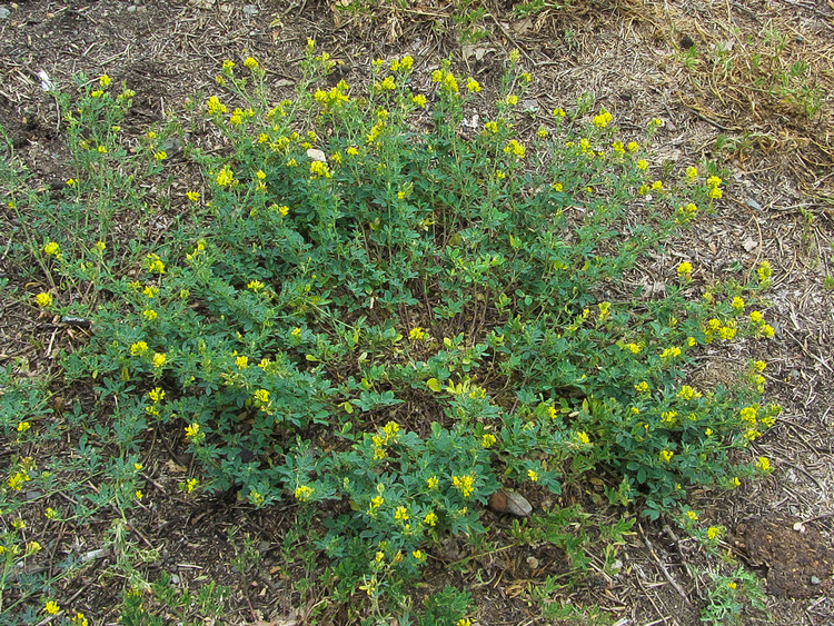 Изображение особи Medicago falcata.