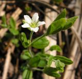 Moehringia lateriflora. Верхушка цветущего растения. Хабаровский край, Ванинский р-н, окр. пос. Высокогорный. 31.05.2012.