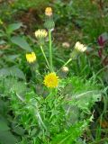 Sonchus asper