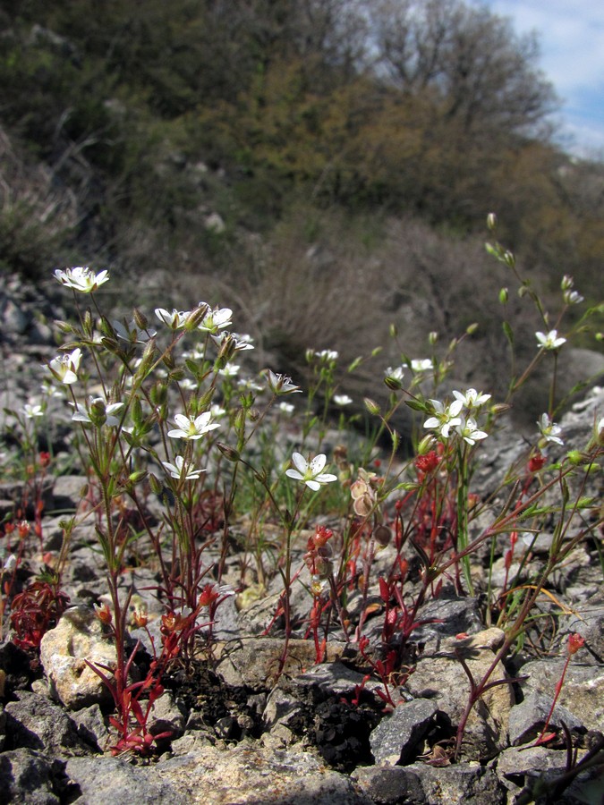 Image of Minuartia hybrida specimen.