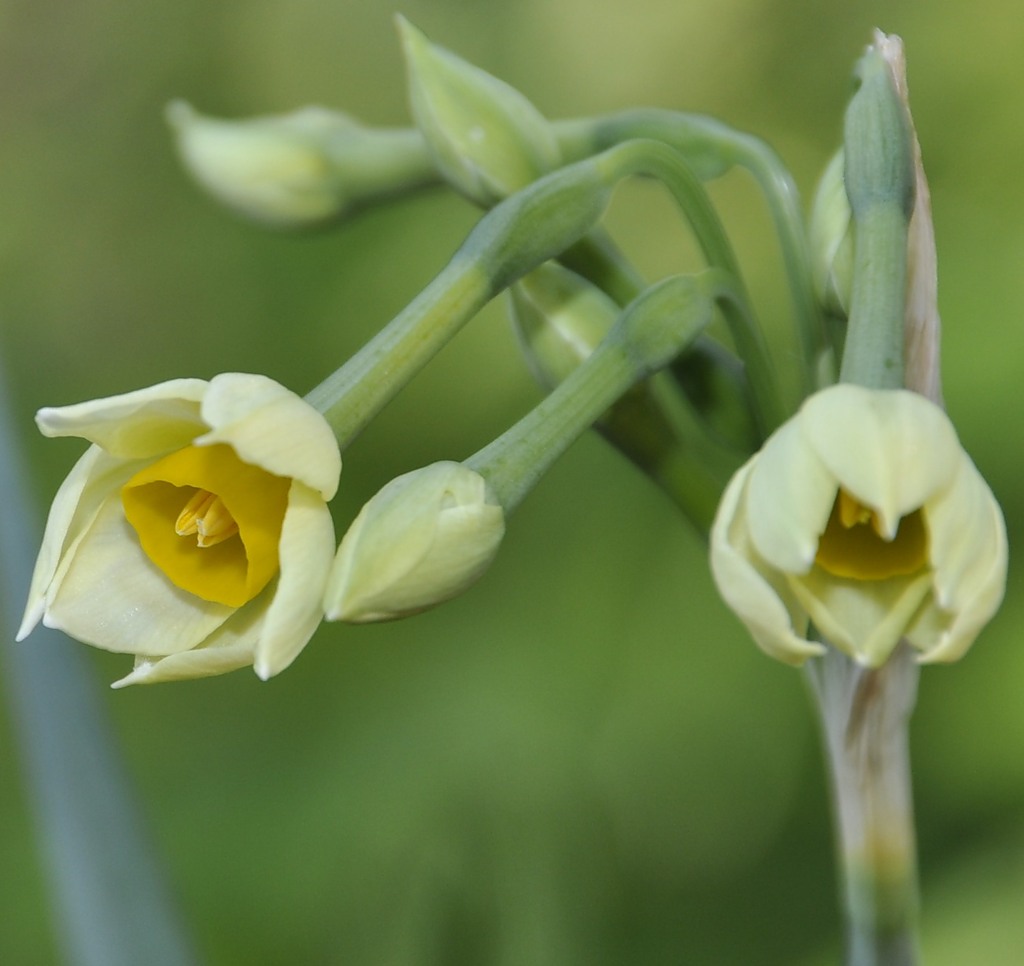 Изображение особи Narcissus tazetta.