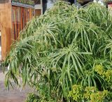 Cyperus involucratus