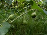 Aristolochia clematitis. Части побегов с незрелыми плодами. Ростов-на-Дону, левый берег р. Дон, опушка пойменного леса. 28.05.2012.