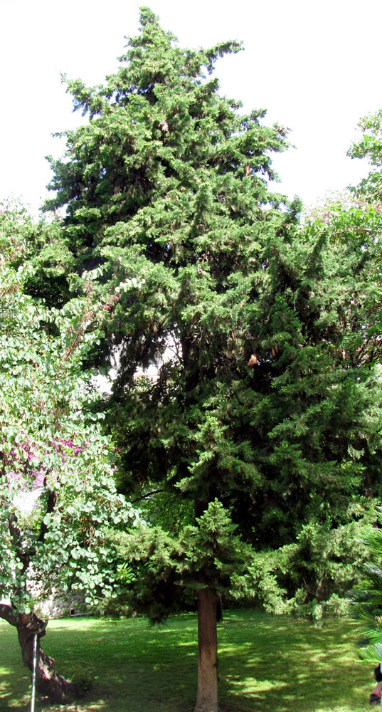 Image of Picea abies specimen.