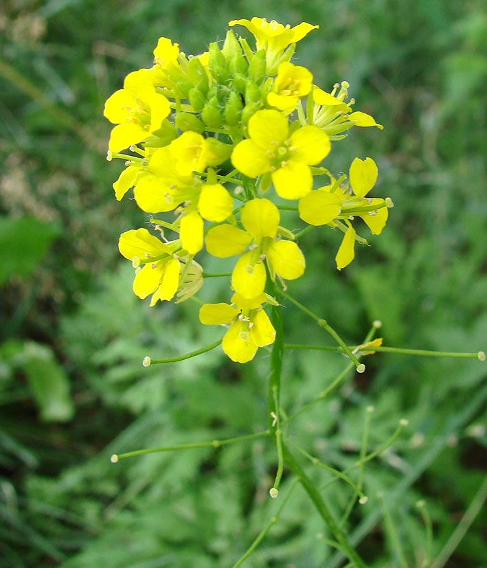 Изображение особи Sisymbrium loeselii.