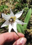 Erythronium sulevii