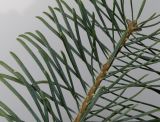 Abies concolor. Верхняя часть побега. Германия, г. Кемпен, в частном саду. 17.02.2013.