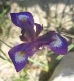 Moraea sisyrinchium. Цветок. Израиль, г. Беэр-Шева, рудеральное местообитание. 06.03.2013.