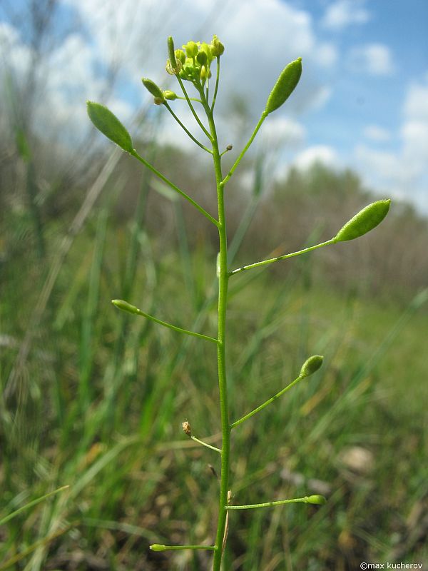 Image of Draba nemorosa specimen.