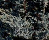 Juniperus squamata. Ветви в средней части кроны взрослого растения ('Meyeri'). Германия, г. Кемпен, у тротуара. 05.03.2013.