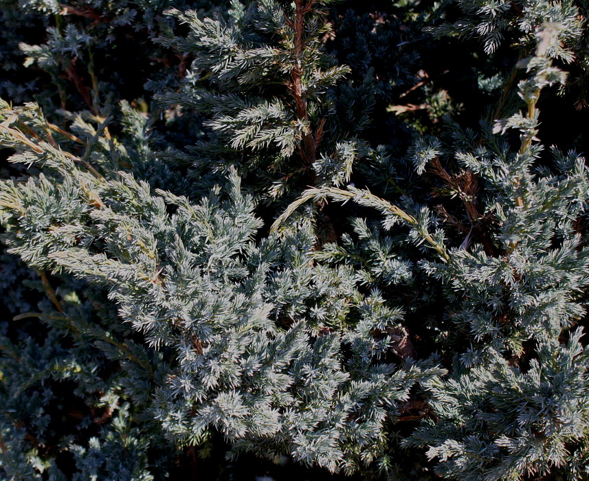 Image of Juniperus squamata specimen.