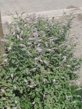 Mentha longifolia
