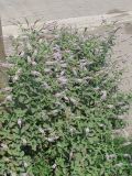 род Mentha