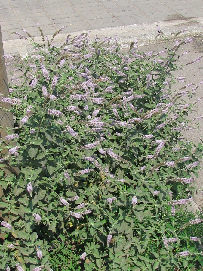 Image of Mentha longifolia specimen.