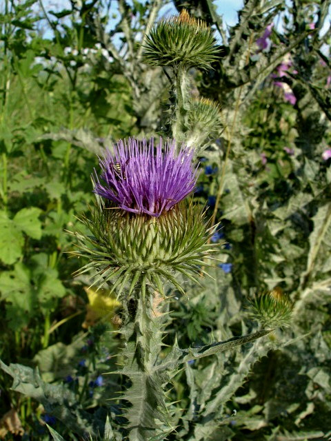 Image of Onopordum acanthium specimen.