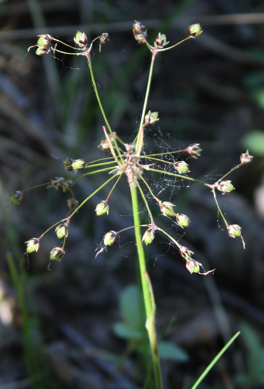 Image of Luzula pilosa specimen.