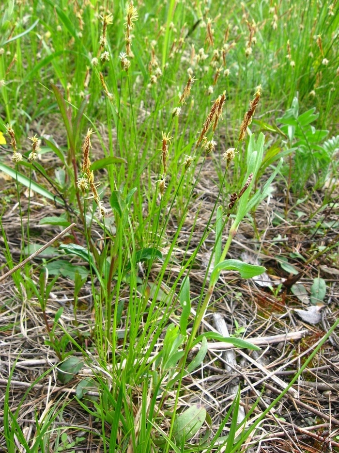 Image of genus Carex specimen.