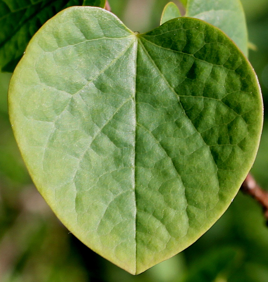 Изображение особи Disanthus cercidifolius.