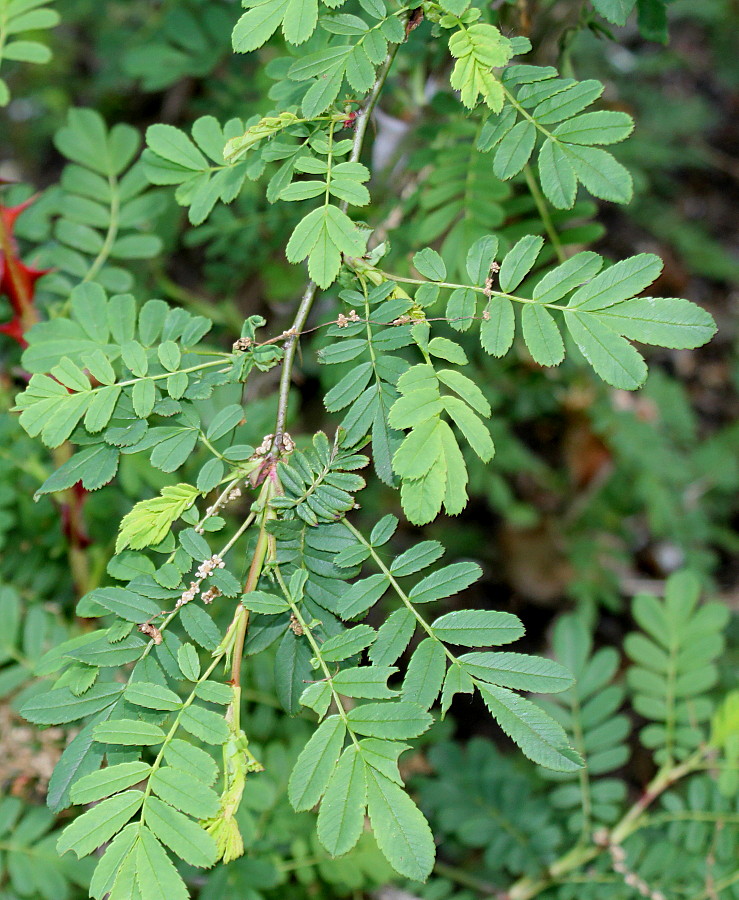 Изображение особи Rosa omeiensis f. pteracantha.