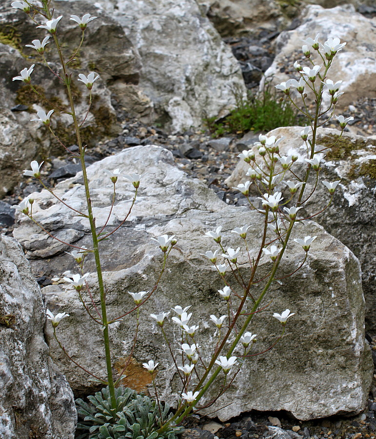 Image of Saxifraga crustata specimen.