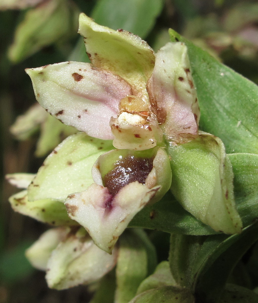 Изображение особи Epipactis condensata.