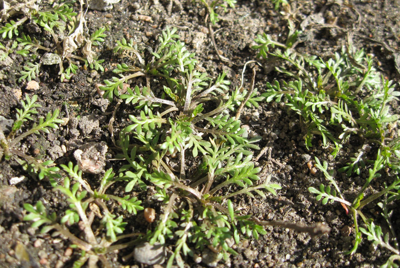 Изображение особи Lepidium ruderale.