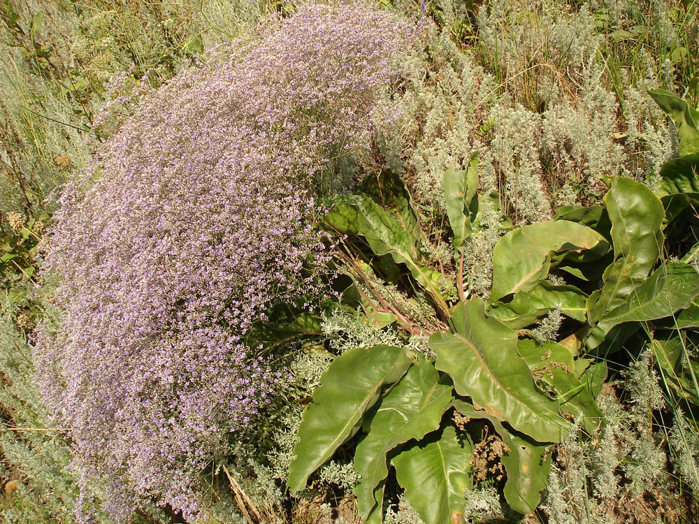 Изображение особи Limonium coriarium.