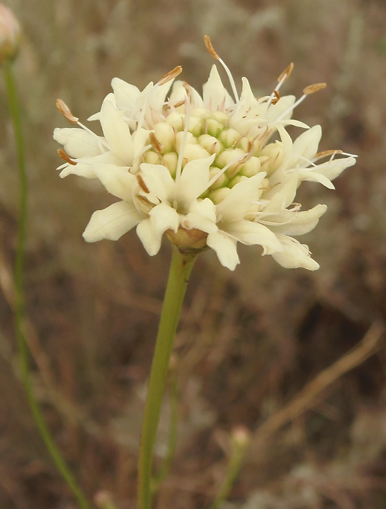 Изображение особи Cephalaria uralensis.