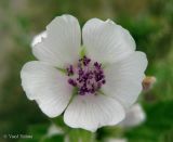 Althaea officinalis. Цветок. Украина, г. Киев, Южная Борщаговка, ул. Булгакова, берег пруда. 17 июля 2013 г.