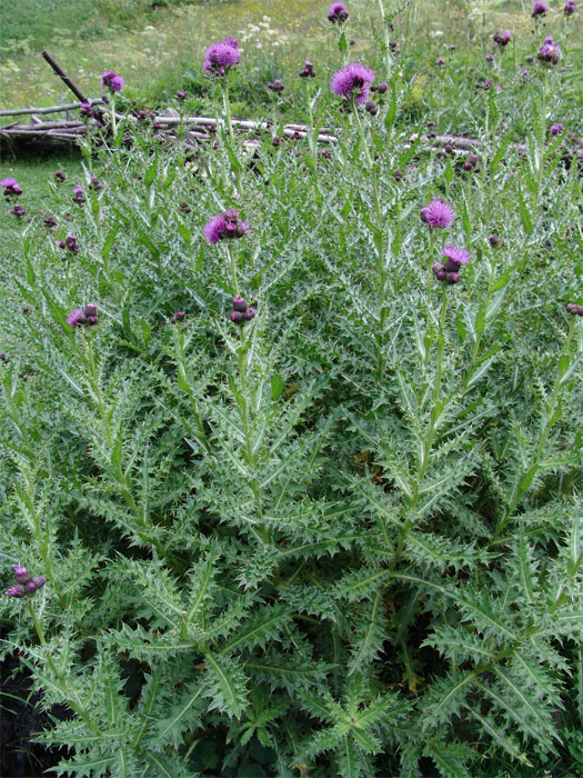 Изображение особи Cirsium uliginosum.