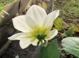 Dahlia pinnata