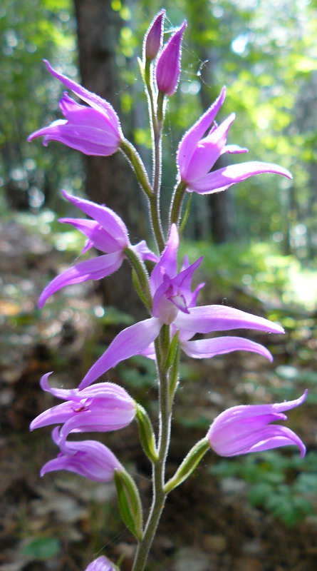 Image of Cephalanthera rubra specimen.