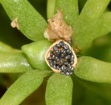 Image of taxon representative. Author is Татьяна Мальчинская
