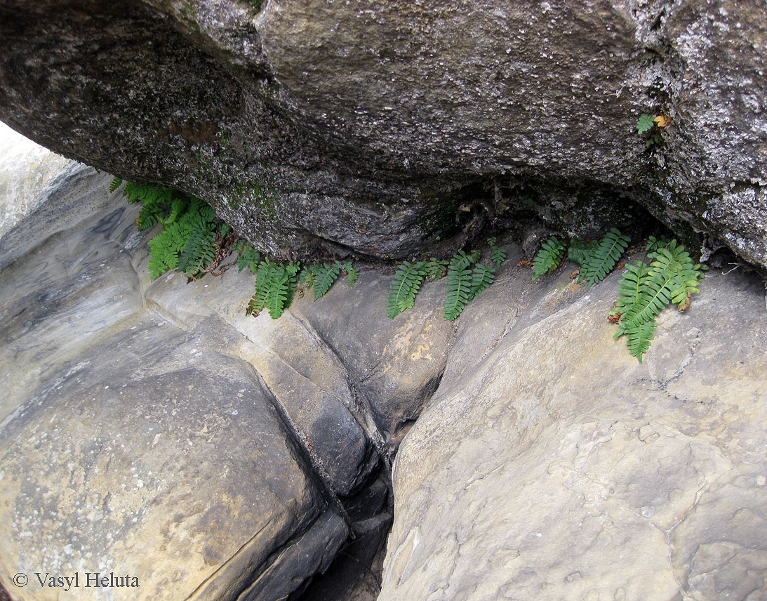 Изображение особи Polypodium vulgare.