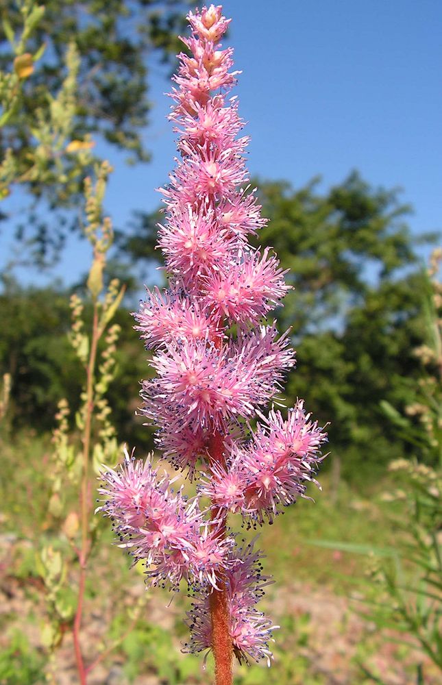 Image of Astilbe chinensis specimen.
