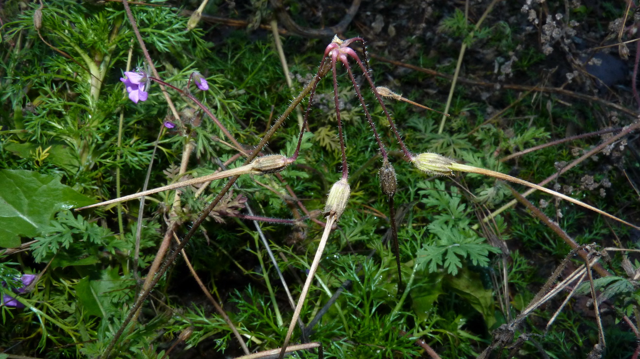 Изображение особи Erodium cicutarium.