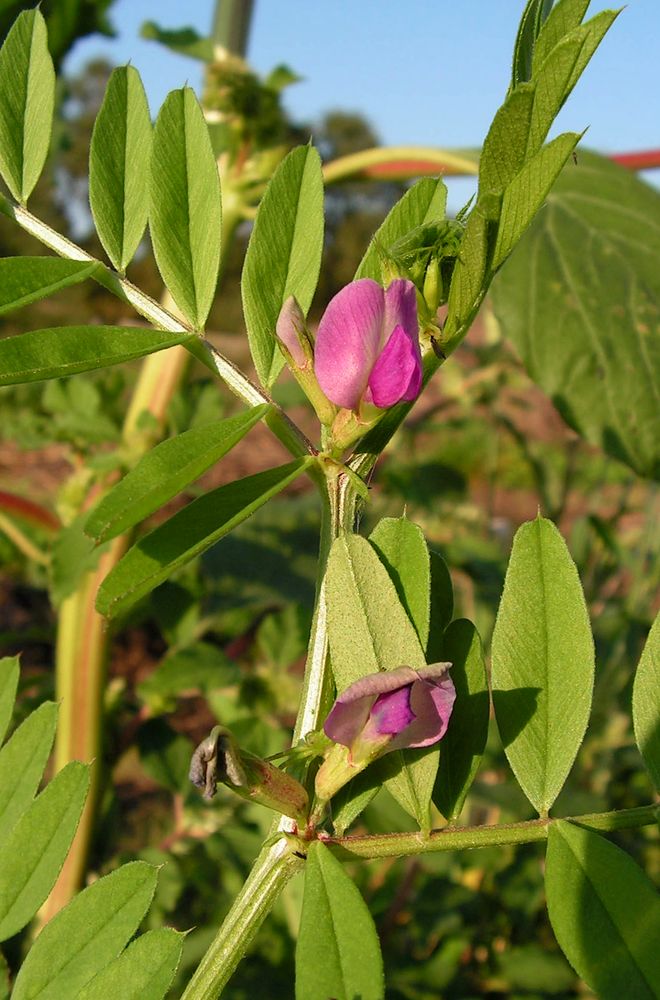 Изображение особи Vicia segetalis.