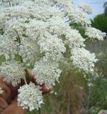 Daucus carota