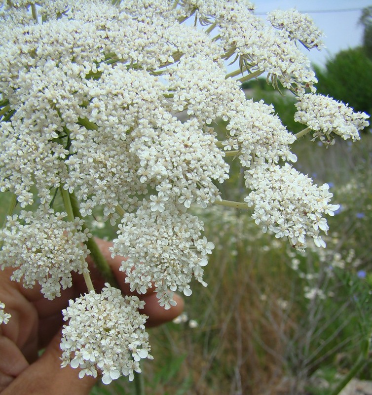 Image of Daucus carota specimen.
