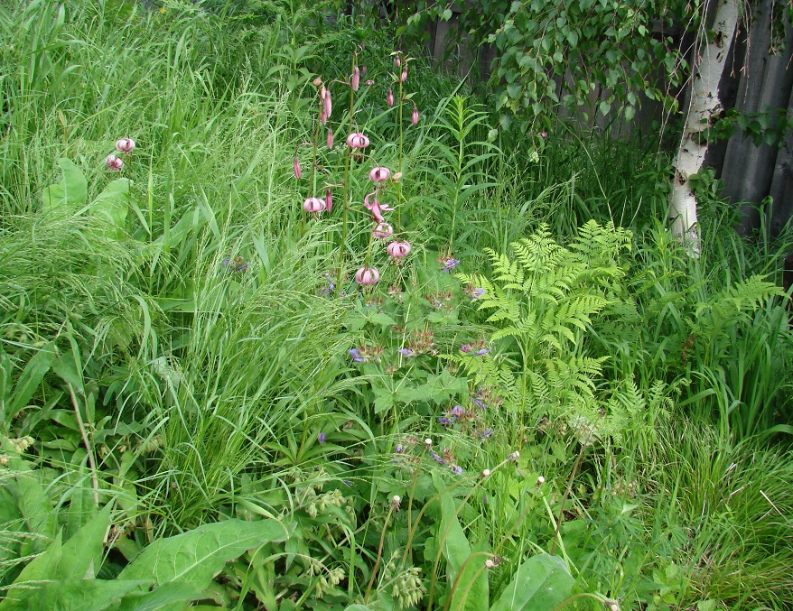 Изображение особи Lilium pilosiusculum.