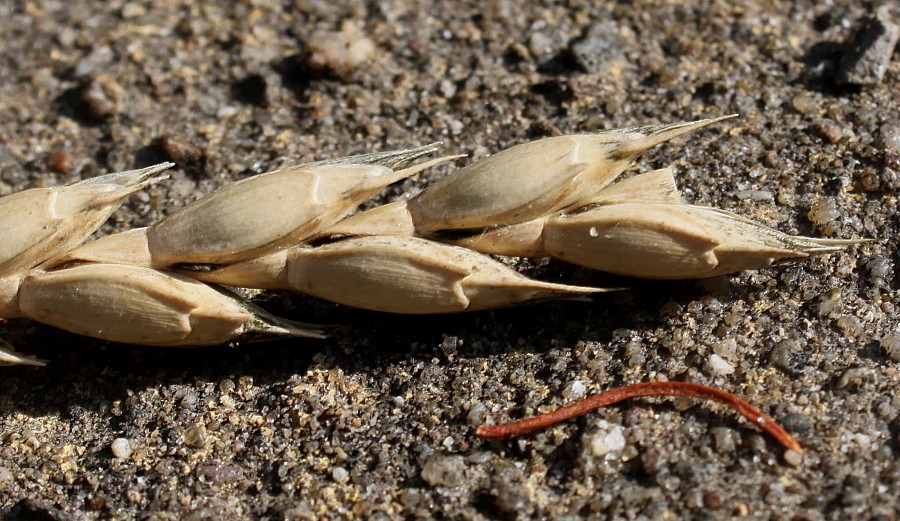 Image of Triticum spelta specimen.
