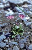 Primula algida