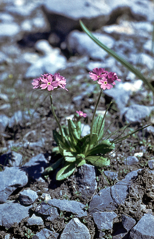 Изображение особи Primula algida.