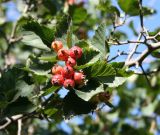 Crataegus sanguinea. Побег с недозрелыми плодами. Восточный Казахстан, г. Усть-Каменогорск, левый берег р. Иртыш, дачный участок, в культуре. 16.08.2012.