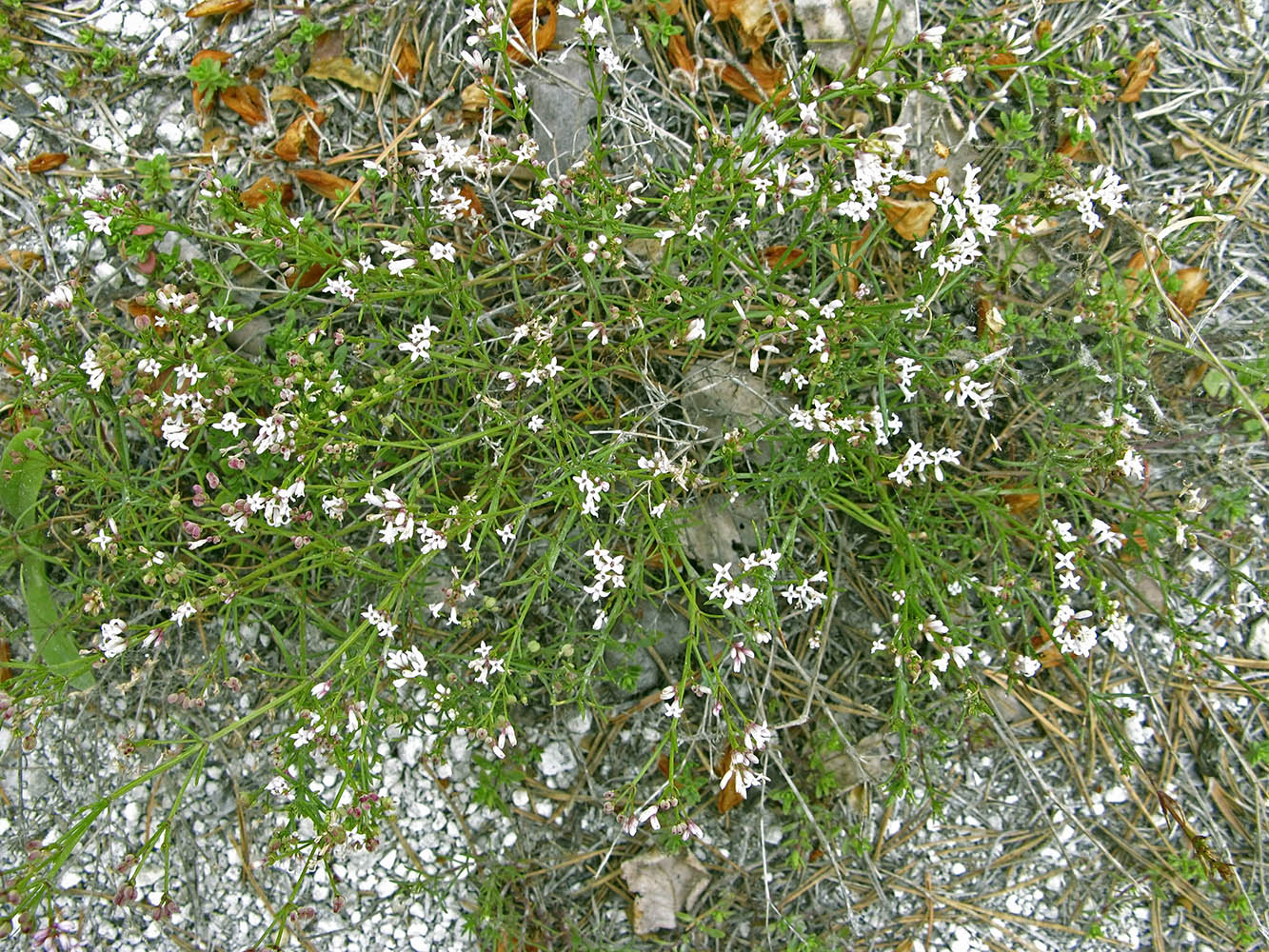 Image of Asperula exasperata specimen.