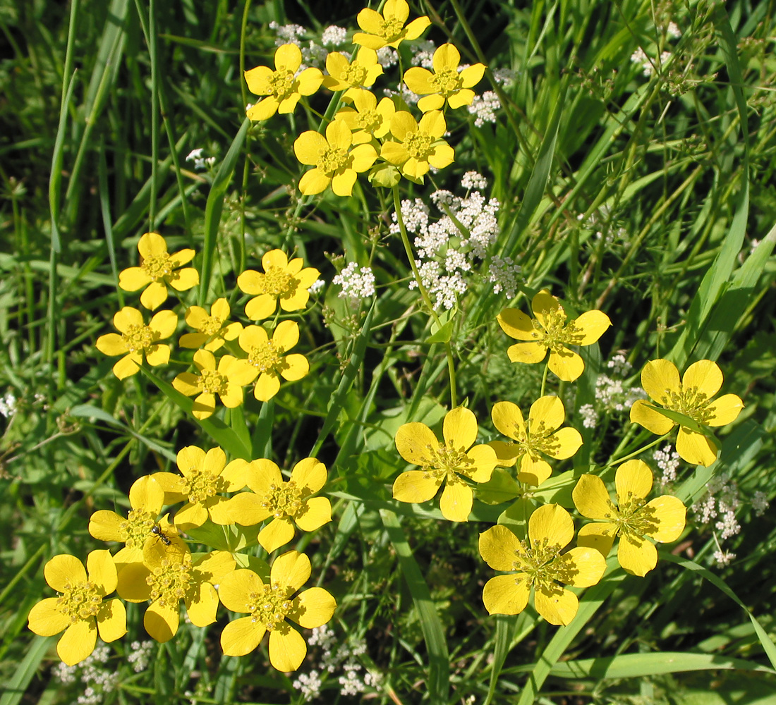 Image of Bupleurum multinerve specimen.
