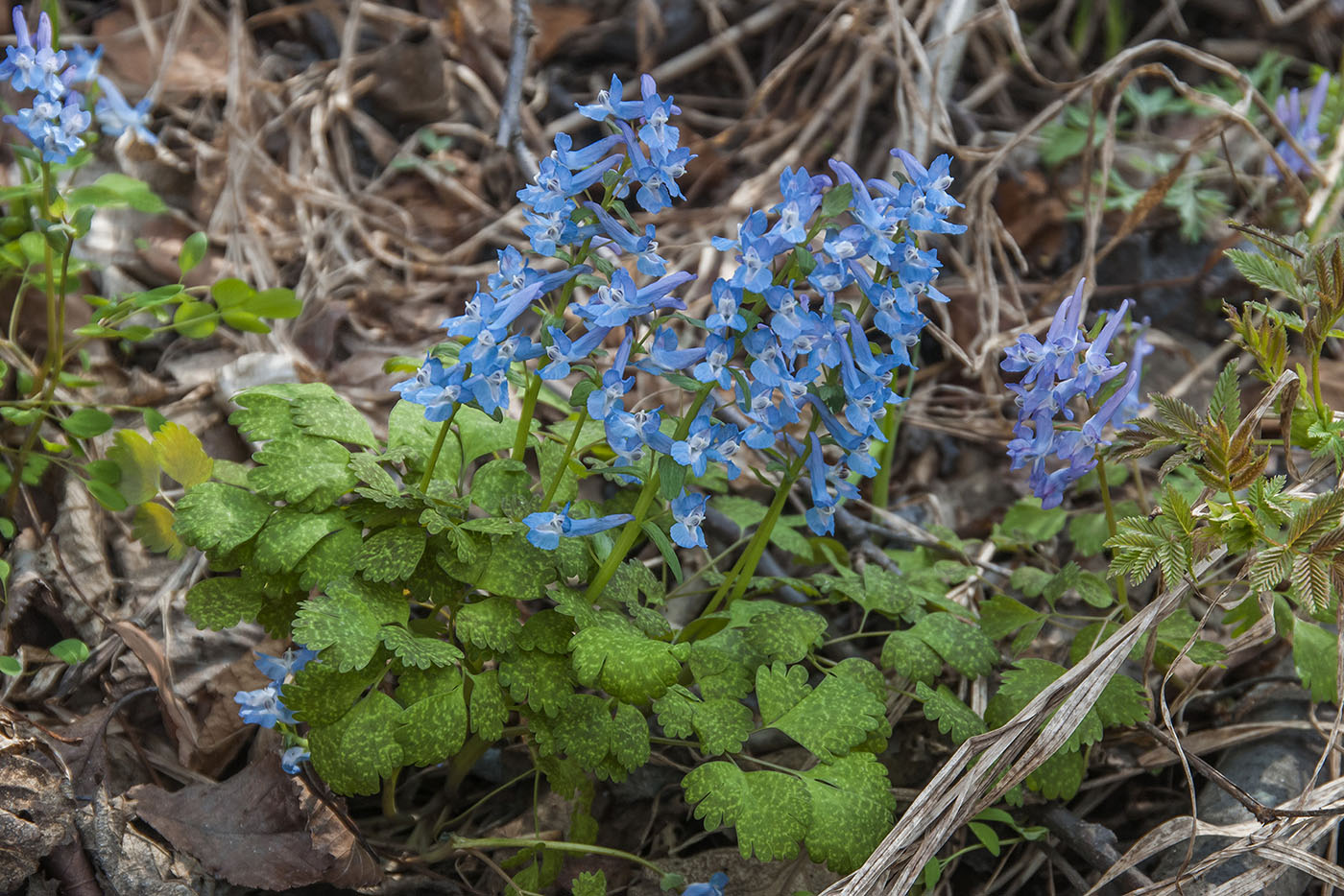 Image of Corydalis ambigua var. pectinata specimen.