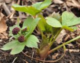 Sanicula rubriflora. Цветущее растение. Приморский край, Шкотовский р-н, пос. Подъяпольск, склон, поросший кустарником. 26.04.2014.