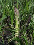 Asparagus officinalis