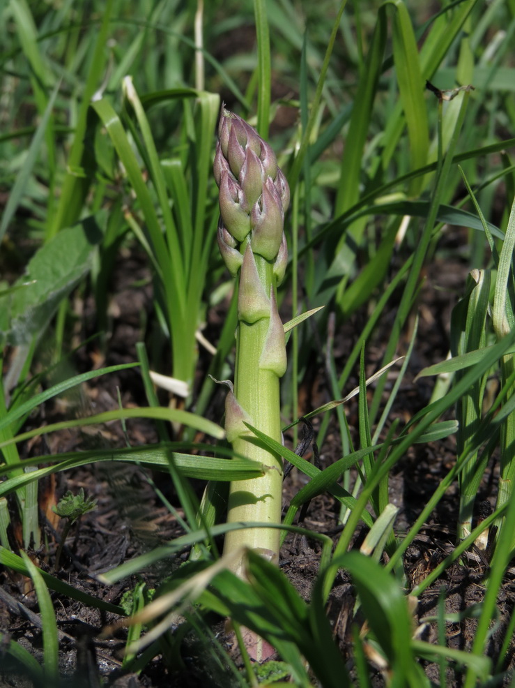 Image of Asparagus officinalis specimen.